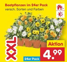 Netto Marken-Discount Königsbrunn - Beetpflanzen im 24er Pack Beetpflanzen im 24er Pack Angebot bei Netto Marken-Discount Königsbrunn im Prospekt "Fisch verliebt? Dann geh doch zu Netto!"