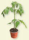 Aktuelles Bio-Tomatenpflanze Angebot bei tegut in Frankfurt (Main) ab 2,99 €
