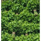 Menthe dans le catalogue Carrefour