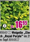 Goldliguster „Aureum“ im Hornbach Prospekt Goldliguster „Aureum“ im aktuellen Hornbach Prospekt für 16,95 €
