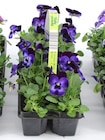 Hornveilchen im Angebot bei Thomas Philipps in Erkelenz Hornveilchen Angebote bei Thomas Philipps Erkelenz für 1,99 €