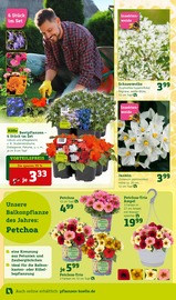 Aktueller Pflanzen Kölle Prospekt mit Sträucher, "Genuss im Frühlingsgarten!", Seite 2