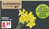 Narzissen bei Marktkauf im Frechen Prospekt für 0,99 €