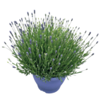 Lavande en pot en promo chez Castorama Antibes à 14,90 €