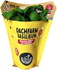 Dachfarm Basilikum bei REWE im Taunusstein Prospekt für 2,29 €