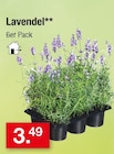 Lavendel im Angebot bei Zimmermann in Oldenburg Lavendel Angebote bei Zimmermann Oldenburg für 3,49 €