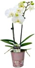 Topfrose oder Orchideengeschenk im Angebot bei REWE in Rodgau Topfrose oder Orchideengeschenk Angebote bei REWE Rodgau für 9,49 €