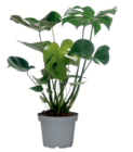 Monstera im aktuellen toom Baumarkt Prospekt für 6,99 €