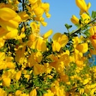 Ginster Cytisus praecox im aktuellen Thomas Philipps Prospekt