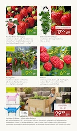 Pflanzen Kölle Himbeeren im Prospekt 