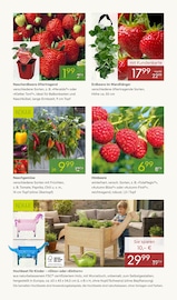 Erdbeeren im Pflanzen Kölle Prospekt in Waiblingen Aktueller Pflanzen Kölle Prospekt mit Erdbeeren, "BLÜHENDE OSTERZEIT", Seite 7