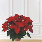 Poinsettia - U - Super U à Quimper Poinsettia - U en promo chez Super U Quimper à 8,99 €