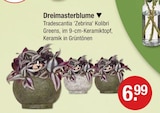 Dreimasterblume für 6,99 € bei V-Markt im Angebot Dreimasterblume im aktuellen V-Markt Prospekt