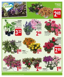 Balkonpflanzen im EDEKA Prospekt "Unerwartet günstig, gewohnt vielfältig" auf Seite 4
