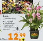 Globus-Baumarkt Schwäbisch Hall - Calla (Zantedeschia) Angebot im Prospekt Calla (Zantedeschia) bei Globus-Baumarkt im Schwäbisch Hall Prospekt für 12,99 €