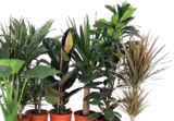 Grün-Mix im Angebot bei Hornbach in Nürtingen Grün-Mix Angebote von FloraSelf bei Hornbach Nürtingen für 12,95 €