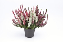 Heidekraut (Calluna vulgaris), dreifarbig Angebot in Lietzen im aktuellen Prospekt bei Lidl in Lietzen