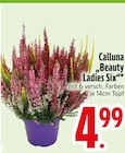 Calluna Beauty Ladies Six im EDEKA Prospekt Calluna Beauty Ladies Six von im aktuellen EDEKA Prospekt für 4,99 €