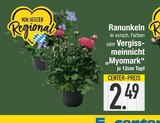 Ranunkeln im EDEKA Prospekt Ranunkeln im aktuellen EDEKA Prospekt für 2,49 €