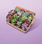 Succulente pot 10.5 cm - Netto Succulente pot 10.5 cm à 3,99 € dans le catalogue Netto