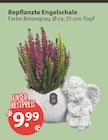 Bepflanzte Engelschale von  im aktuellen V-Markt Prospekt für 9,99 €