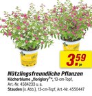 toom Baumarkt Großschweidnitz - Nützlingsfreundliche Pflanzen Angebot im Prospekt Nützlingsfreundliche Pflanzen bei toom Baumarkt im Großschweidnitz Prospekt für 3,59 €