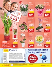 Hortensie im Netto Marken-Discount Prospekt in Iserlohn Aktueller Netto Marken-Discount Prospekt mit Hortensie, "Aktuelle Angebote", Seite 14