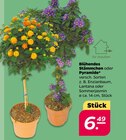 Blühendes Stämmchen oder Pyramide bei Netto mit dem Scottie im Dargun Prospekt für 6,49 €