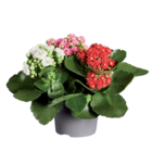 Kalanchoé tricolor en promo chez Lidl Rennes à 3,99 €