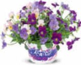 Aktuelles Hornveilchen Angebot bei Netto Marken-Discount in Chemnitz ab 1,99 €