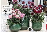 Aktuelle Blumentopf Angebote bei Dehner Garten-Center in Essen Aktuelles Dahlie Angebot bei Dehner Garten-Center in Essen ab 9,99 €