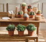 CACTUS OU SUCCULENTE POT 14 - Intermarché Express à Créteil CACTUS OU SUCCULENTE POT 14 en promo chez Intermarché Express Créteil à 9,99 €
