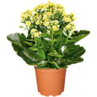Kalanchoe im Netto Marken-Discount Prospekt Kalanchoe im aktuellen Netto Marken-Discount Prospekt für 1,99 €