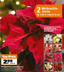 OBI Günzburg - Weihnachtsstern (Euphorbia pulcherrima) Weihnachtsstern (Euphorbia pulcherrima) Angebot bei OBI Günzburg im Prospekt "SO STRAHLT DER WINTER!"
