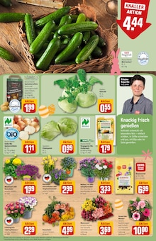 Blumen im aktuellen REWE Prospekt (Nürnberg) Blumen im REWE Prospekt "Dein Markt" mit 32 Seiten (Nürnberg)
