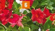 Dipladenie (Diplandia) bei OBI in Saarbrücken Dipladenie (Diplandia) im Angebot bei OBI Saarbrücken für 4,99 €