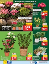 Blumen im Netto Marken-Discount Prospekt in Pinneberg Aktueller Netto Marken-Discount Prospekt mit Blumen, "Aktuelle Angebote", Seite 31