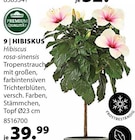 Hibiskus Angebote von Dehner bei Dehner Garten-Center Offenbach für 39,99 €