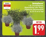 Aktuelles Herbstpflanzen Angebot bei E center in Dresden ab 1,99 €