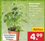 Netto Marken-Discount Schüttorf - Beerenobststräucher Angebot im Prospekt Beerenobststräucher bei Netto Marken-Discount im Schüttorf Prospekt für 4,99 €