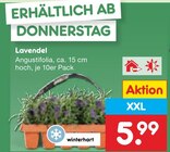 Lavendel im Angebot bei Netto Marken-Discount in Gera Lavendel Angebote bei Netto Marken-Discount Gera für 5,99 €