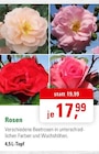 Aktuelle Pflanzen Angebote bei ZG Raiffeisen in Freiburg (Breisgau) Aktuelles Rosen Angebot bei ZG Raiffeisen in Freiburg (Breisgau) ab 17,99 €