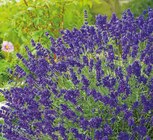 Hagebaumarkt Neu Gülze - Lavendel Angebot im Prospekt Lavendel bei Hagebaumarkt im Neu Gülze Prospekt für 12,99 €