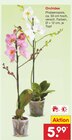 Orchidee im Netto Marken-Discount Prospekt Orchidee von im aktuellen Netto Marken-Discount Prospekt für 5,99 €