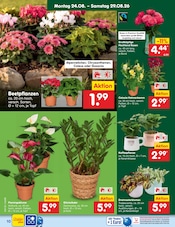 Zimmerpflanzen im Netto Marken-Discount Prospekt in Hamburg Aktueller Netto Marken-Discount Prospekt mit Zimmerpflanzen, "Aktuelle Angebote", Seite 14