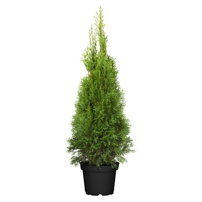 BAUHAUS Wolfenbüttel - Piardino Lebensbaum (Thuja occidentalis 'Smaragd', Aktuelle Wuchshöhe: 125 cm - 150 cm) Piardino Lebensbaum (Thuja occidentalis 'Smaragd', Aktuelle Wuchshöhe: 125 cm - 150 cm) Angebot bei BAUHAUS Wolfenbüttel im Prospekt Best Of