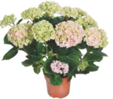 Hortensia - GARDENLINE en promo chez Aldi Quimper à 5,99 €