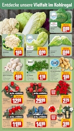 REWE Feldsalat im Prospekt REWE Feldsalat im Prospekt