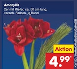 Aktuelles Amaryllis Angebot bei Netto Marken-Discount in Hamburg ab 4,99 €