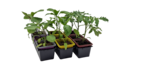 Jardinerie Poullain Osny - Promo Barquette de 3 légumes Promo Barquette de 3 légumes à 2,39 € dans le catalogue Jardinerie Poullain à Osny